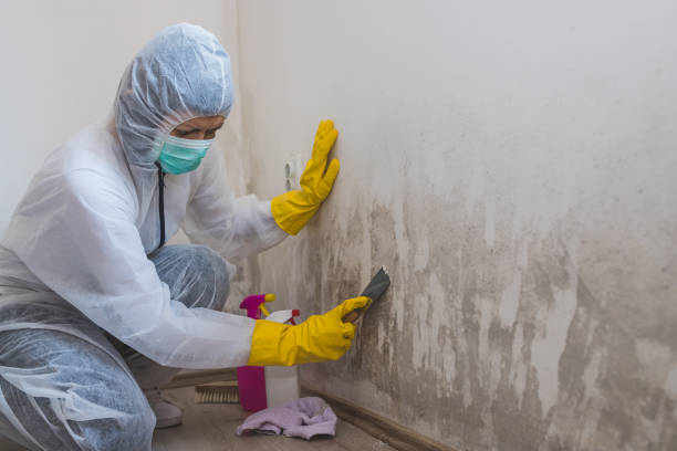 Best Black Mold Removal  in Eloy, AZ