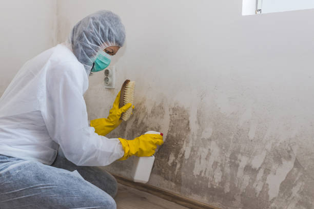 Best Mold Damage Repair  in Eloy, AZ