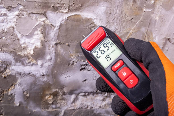 Home Mold Removal in Eloy, AZ
