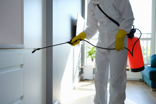 Best Attic Mold Removal  in Eloy, AZ