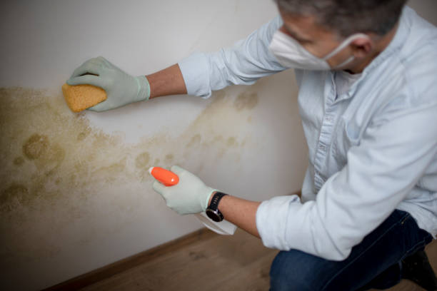 Attic Mold Removal in Eloy, AZ