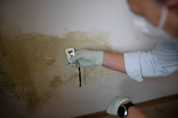 Best Mold Removal and Inspection  in Eloy, AZ