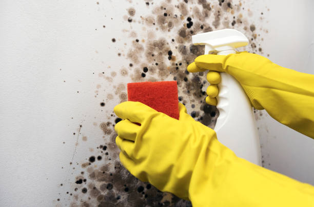 Best Commercial Mold Removal  in Eloy, AZ